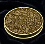 Imperial Golden Kaluga Hybrid