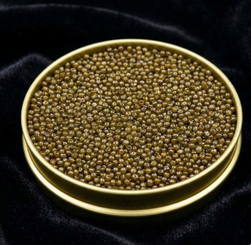 Imperial Golden Kaluga Hybrid